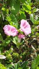 Calystegia sepium roseata