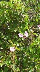 Calystegia sepium roseata