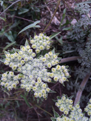 Lomatium dasycarpum