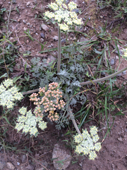 Lomatium dasycarpum