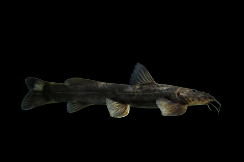 Amphilius grandis