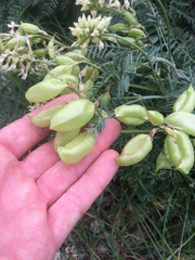 Astragalus curtipes