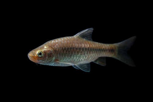 Redspot barb