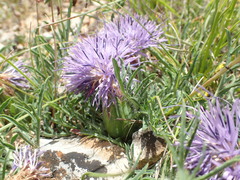 Carthamus mitissimus