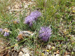 Carthamus mitissimus