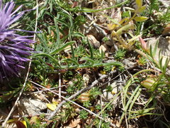 Carthamus mitissimus