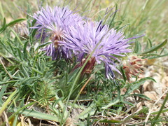 Carthamus mitissimus