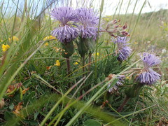Carthamus mitissimus