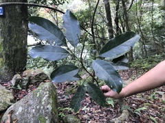 Turpinia ternata