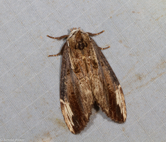 Hexafrenum austrocollaris