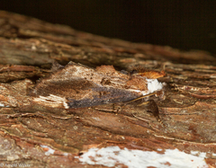 Hexafrenum austrocollaris