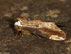 Hexafrenum austrocollaris