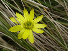 Ranunculus verticillatus