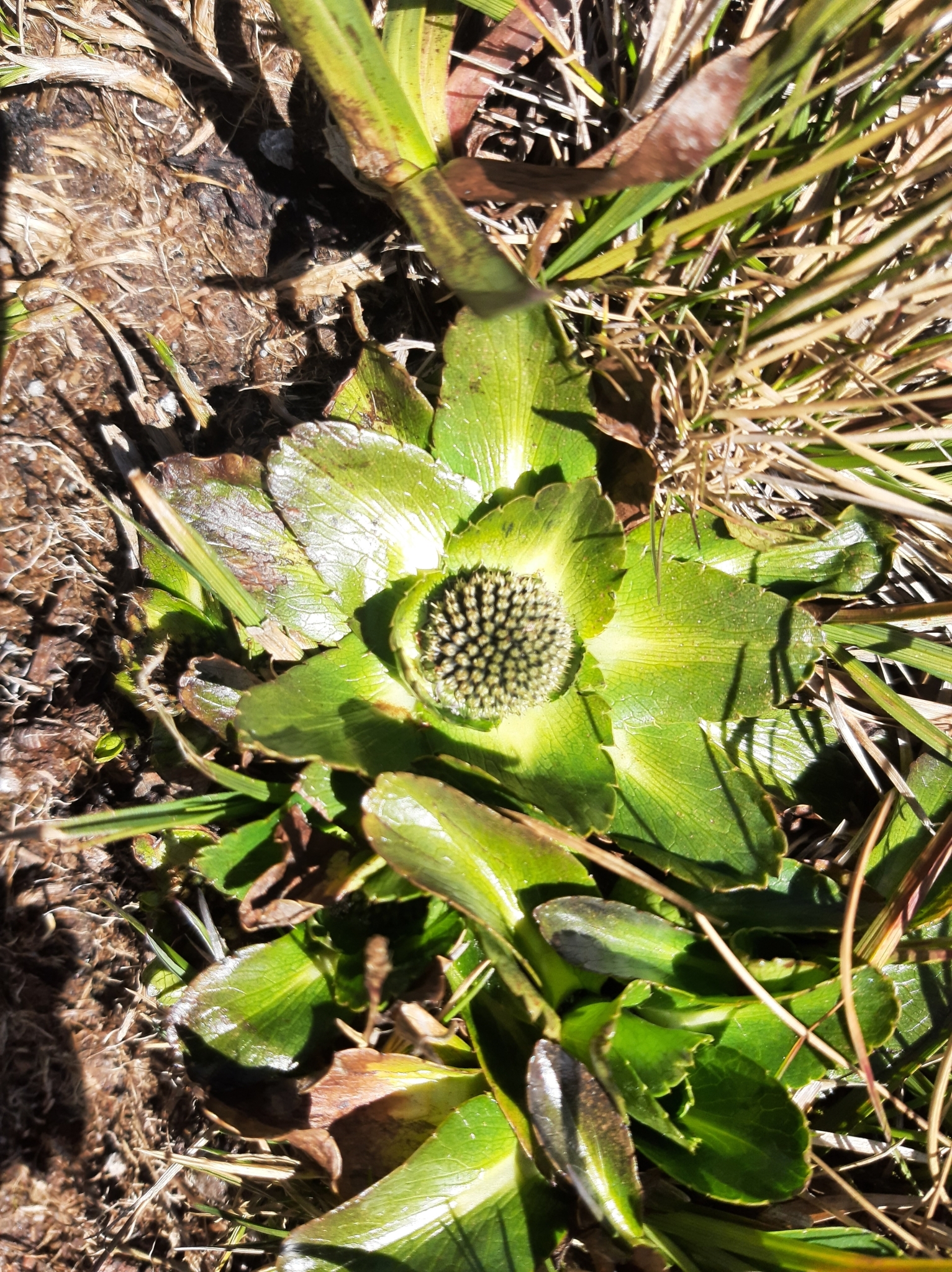 Eryngium humile image