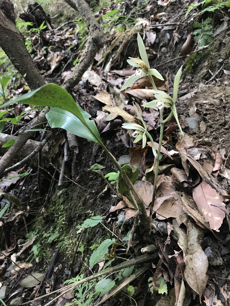 Cymbidium lancifolium