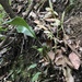 Cymbidium — photo 1