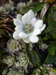 Leucogenes leontopodium