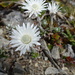 Anaphalioides alpina - Photo (c) Elly Arnst, some rights reserved (CC BY-NC), uploaded by Elly Arnst