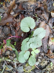 Packera coahuilensis