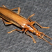 Striped Lax Beetle - Photo (c) Kyle Bland, some rights reserved (CC BY-NC), uploaded by Kyle Bland