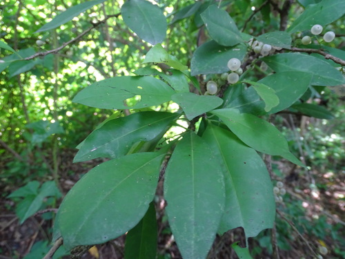 Achatocarpus nigricans