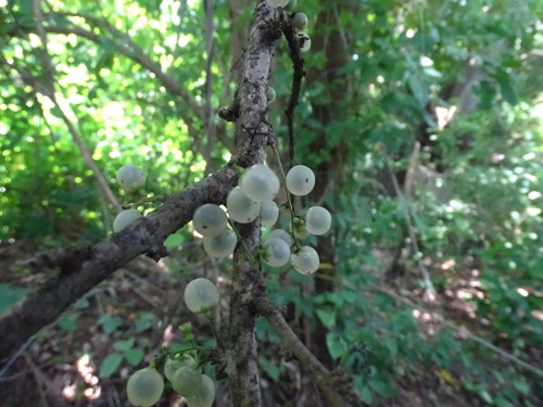 Achatocarpus nigricans, photograph 4