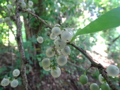 Achatocarpus nigricans, photograph (c) Alexis López Hernández, some rights reserved (CC BY)