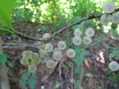 Achatocarpus nigricans, photograph (c) Alexis López Hernández, some rights reserved (CC BY)