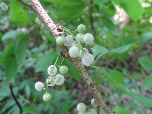 Achatocarpus nigricans, photograph 2