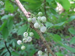 Achatocarpus nigricans, photograph (c) Alexis López Hernández, some rights reserved (CC BY)