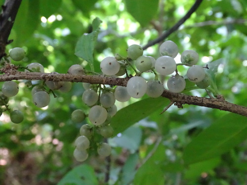 Achatocarpus nigricans, photograph 6