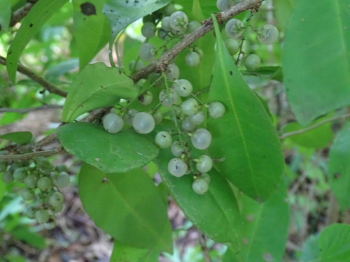 Achatocarpus nigricans, photograph 5