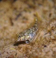 Lepidoblennius marmoratus