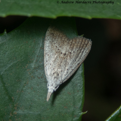 Meganola brunellus