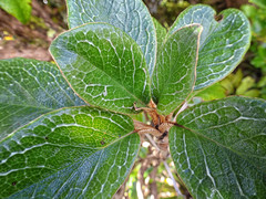 Brachyglottis elaeagnifolia