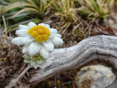 Leucogenes leontopodium