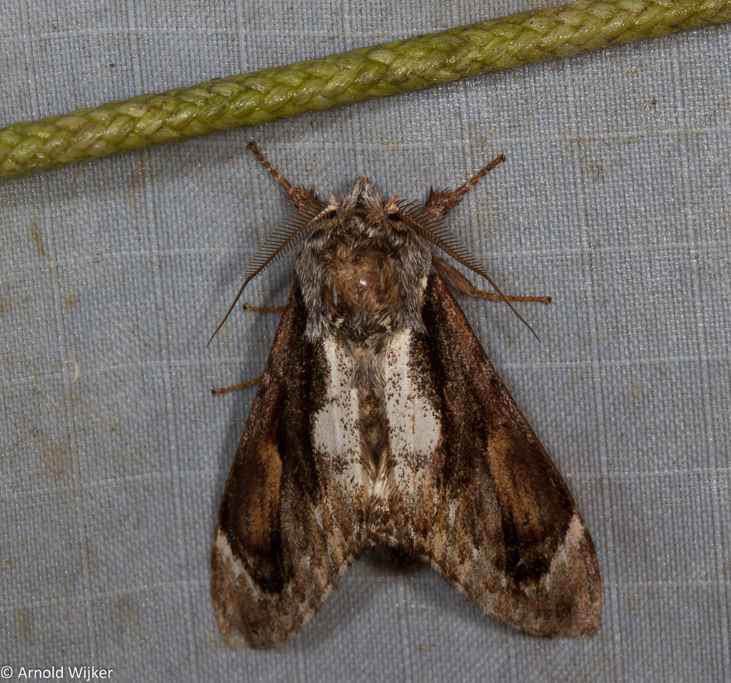 Fentonia helena