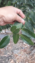 Cinnamomum yabunikkei