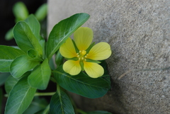 Ludwigia taiwanensis