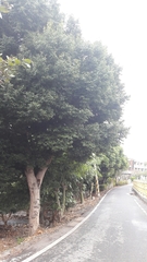 Cinnamomum yabunikkei