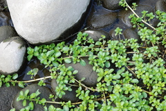 Ludwigia taiwanensis