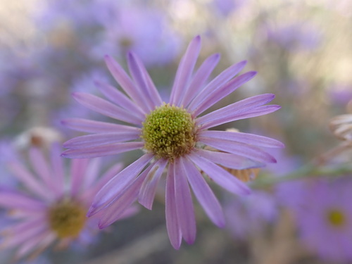 threadleaf fleabane (Erigeron filifolius)