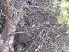 Fringilla coelebs canariensis