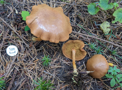 Chalciporus piperatus