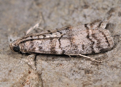 Representative image of Dioryctria mendacella