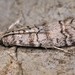 Dioryctria mendacella - Photo (c) Paolo Mazzei, some rights reserved (CC BY-NC), uploaded by Paolo Mazzei