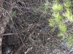 Fringilla coelebs canariensis