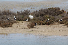Himantopus leucocephalus