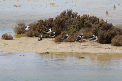 Himantopus leucocephalus