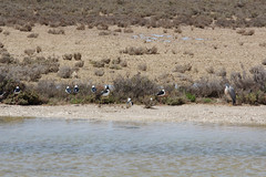 Himantopus leucocephalus
